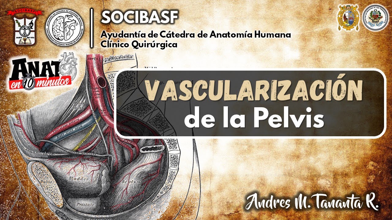 VASCULARIZACIÓN DE LA PELVIS