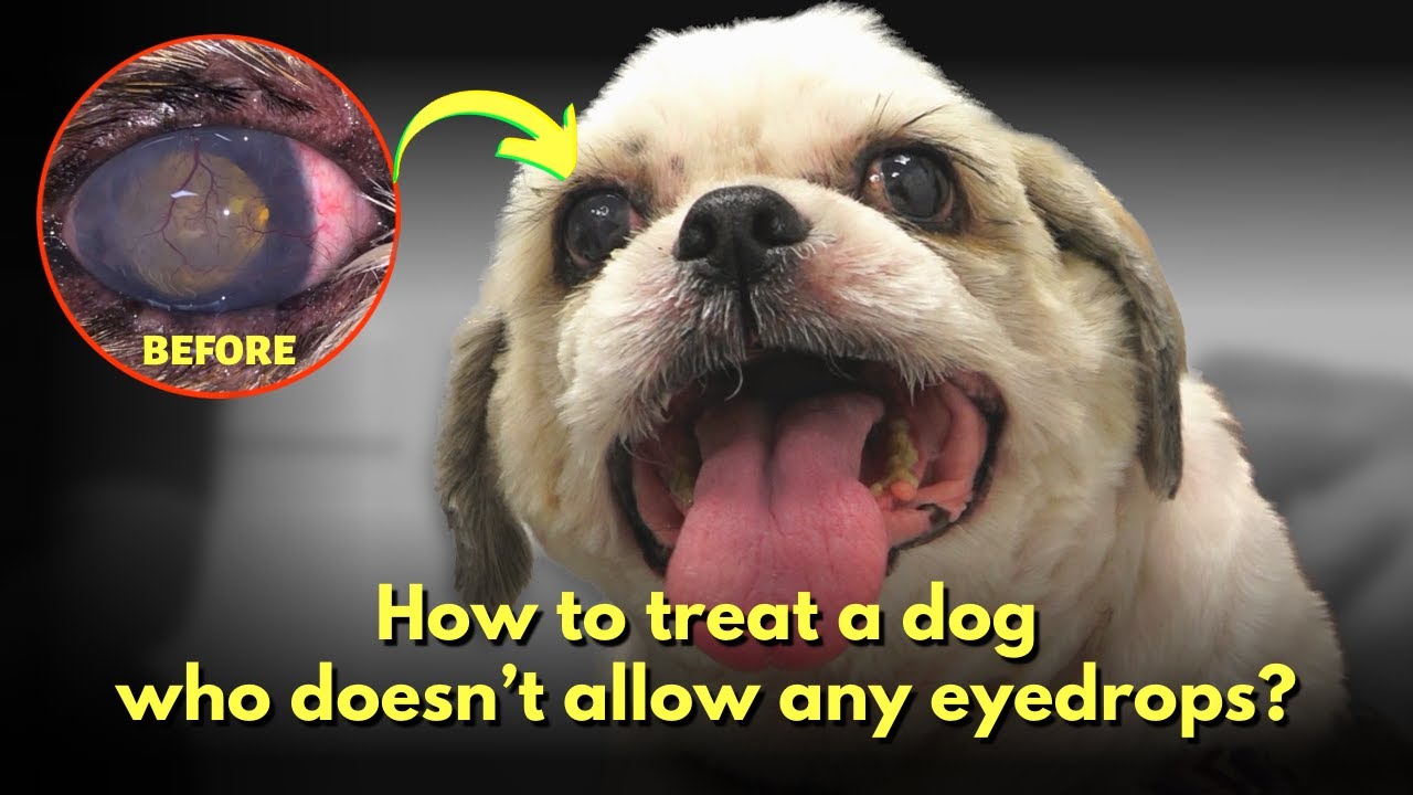 How to treat a dog who doesn't allow any eye drops? - Episode 22
