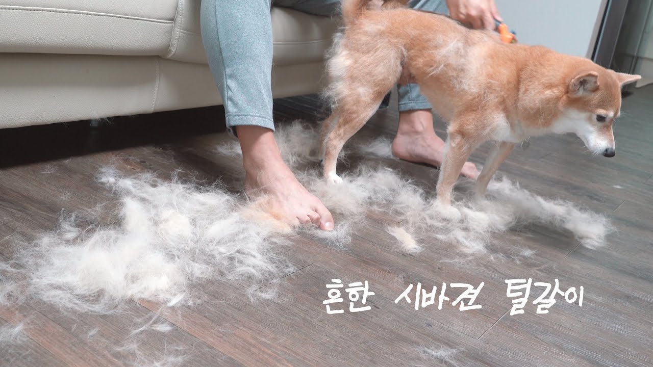 시바견 털갈이 시즌, 털빠짐은 퍼미네이터와 함께 | 시바견니케