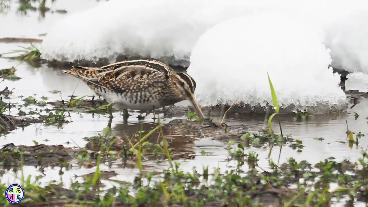 野鳥動画　山間の休耕田でぼっちなタシギ