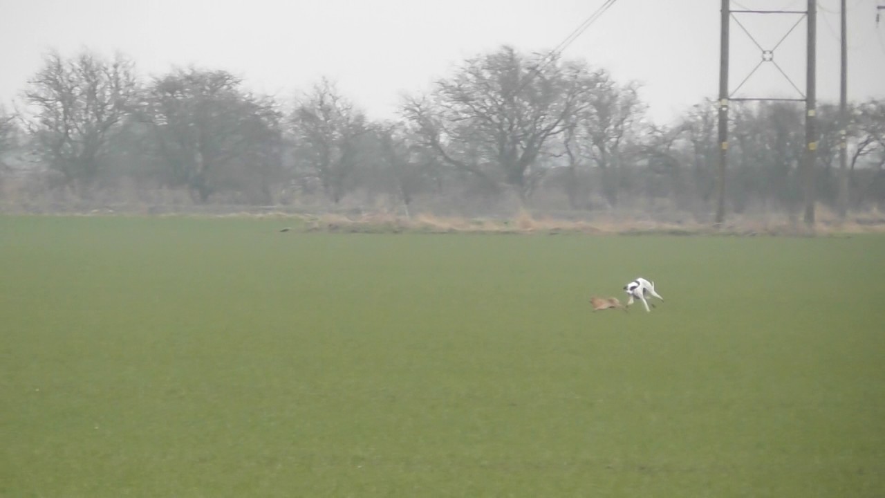 Kia Coursing
