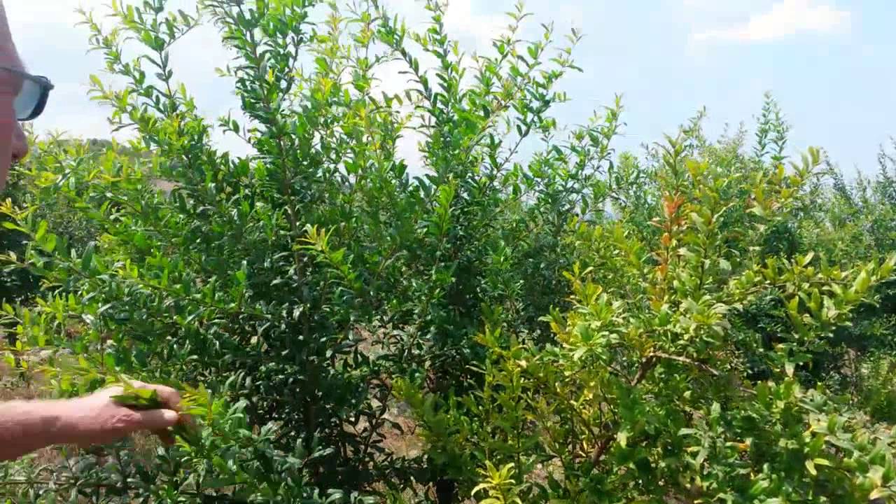 Nar, Ağaçlarınızı, Sakın, Kesmeyin, Sökmeyin, Neden, Niçin, Nasıl,olur, Nedir, Ne Yapılır, Ağaç