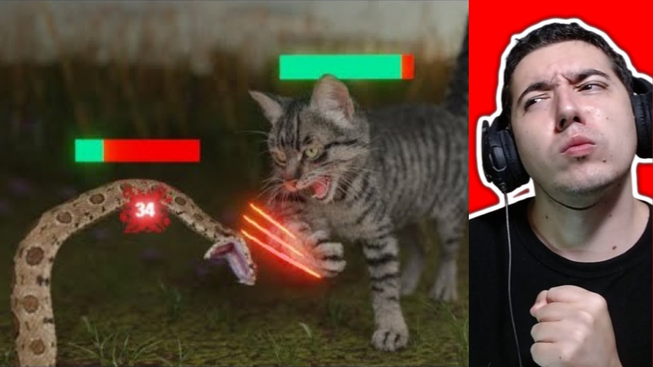 How Cats Broke The Game TierZoo Reaction
