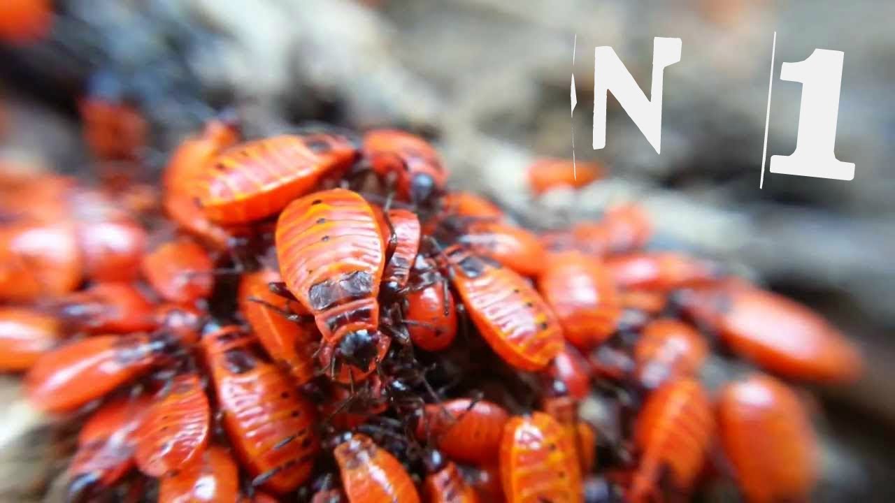 Suivi d'élevage ( Pyrrhocoris Apterus ) n° 1