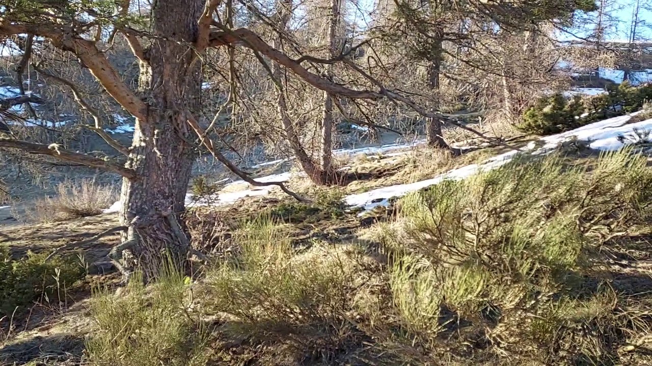 Magnifique paire de 12 cors en montagne