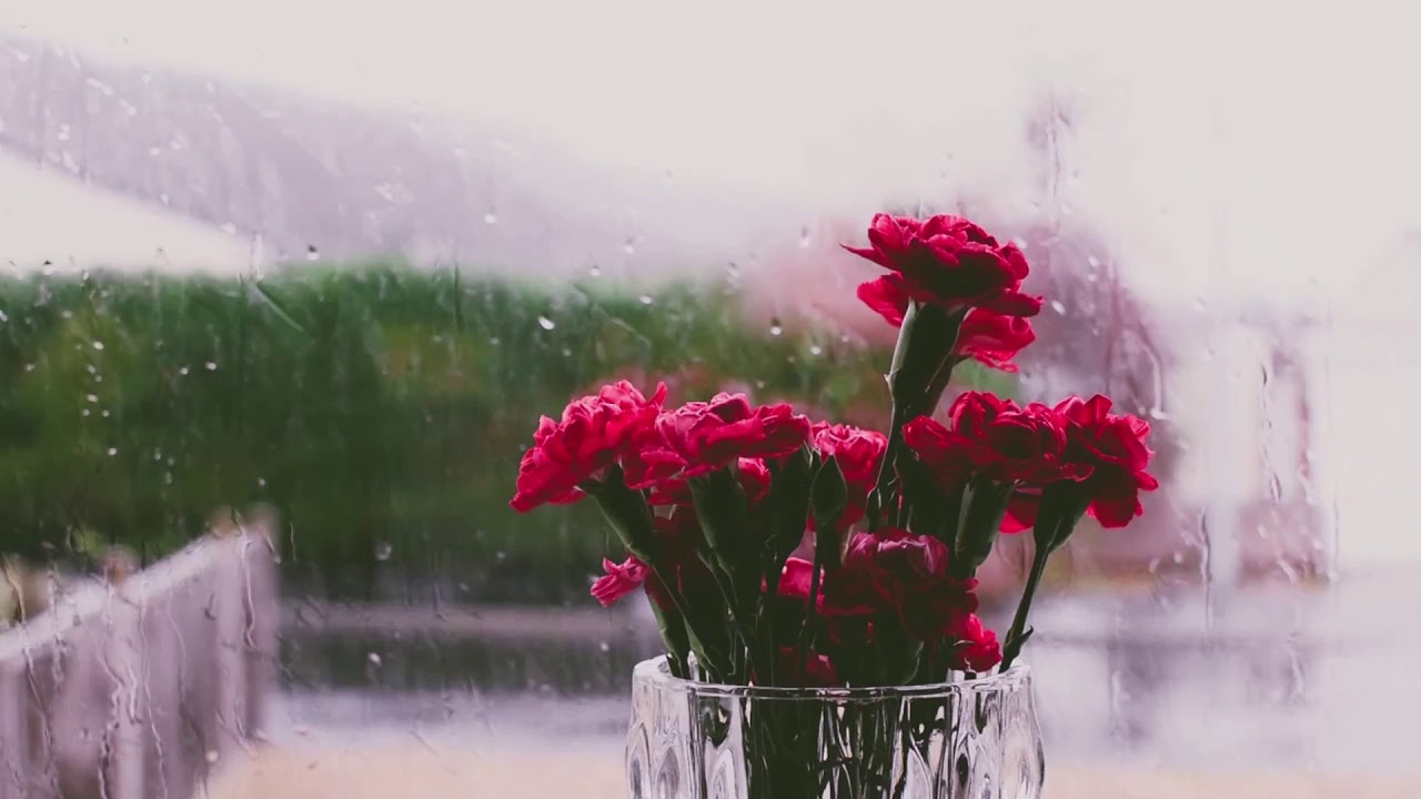 Rainy Day with Rain Quail Dust Follows