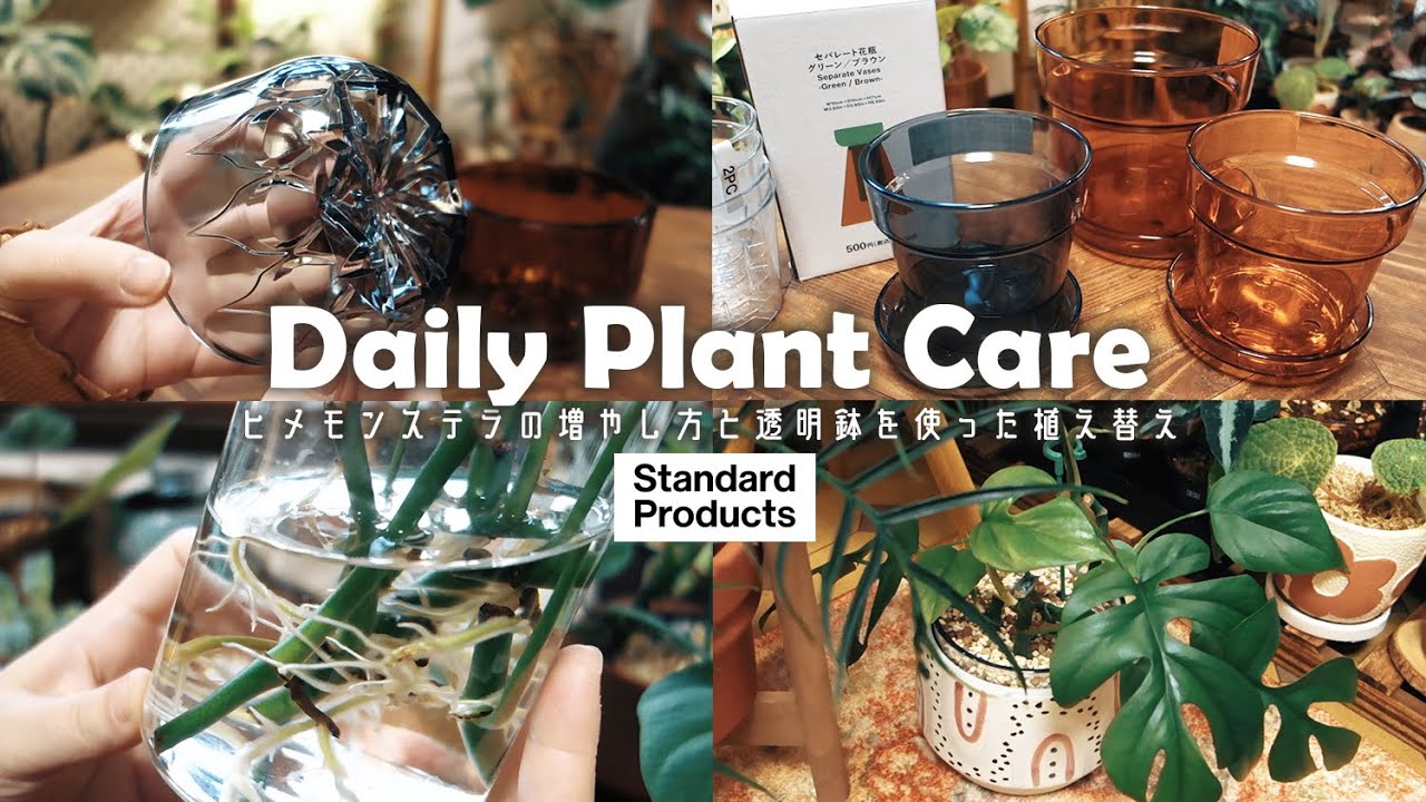 【観葉植物】ヒメモンステラの増やし方丨ダイソー系列Standard Productsのクリア鉢丨インテリアグリーン丨Daiso 丨 plant collection丨house plants🌱