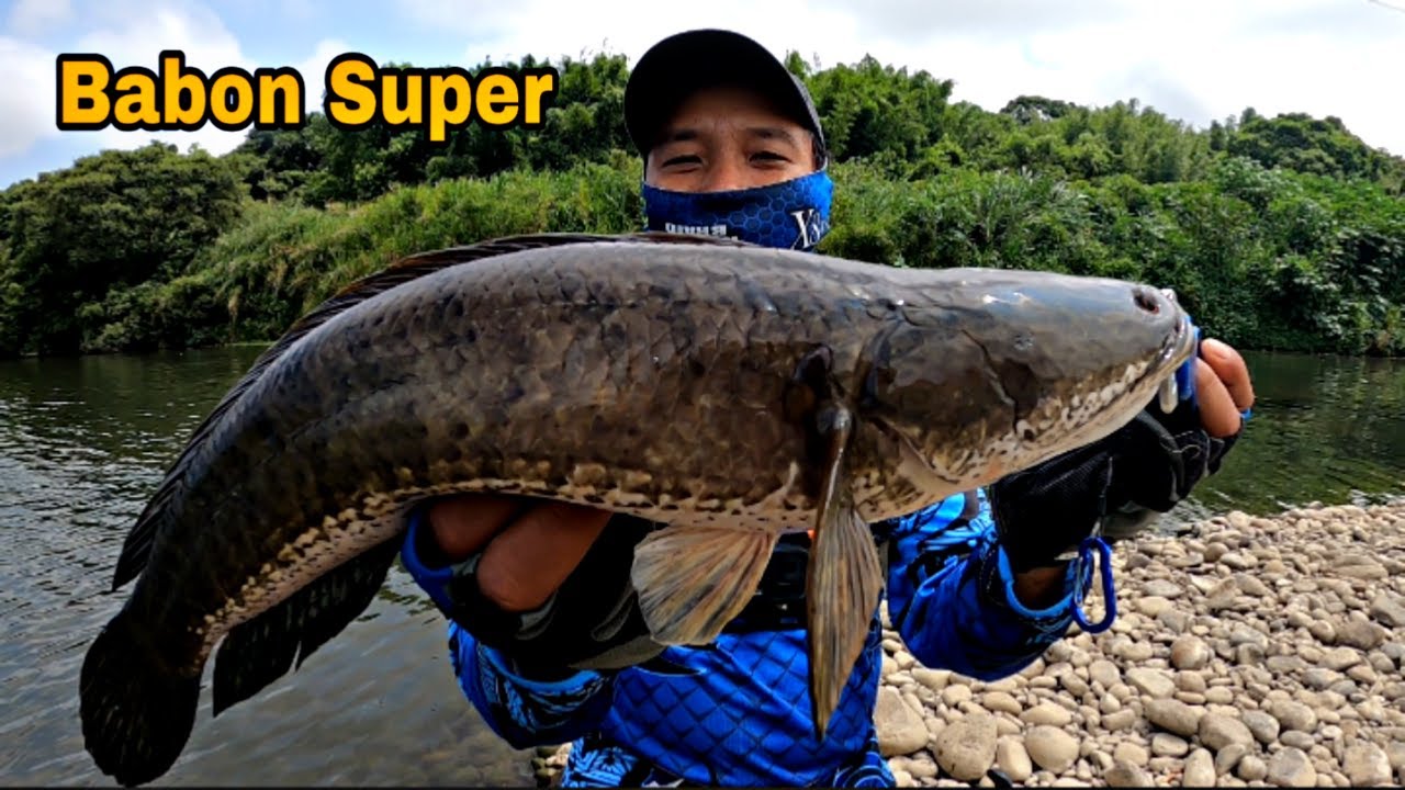 Mengejutkan..!! Casting gabus moster di Taiwan