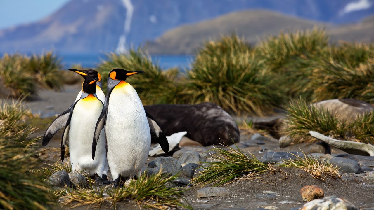 10 Hours Of The Penguins And Seals Of South Georgia Island Relaxing And Squabbling 4K