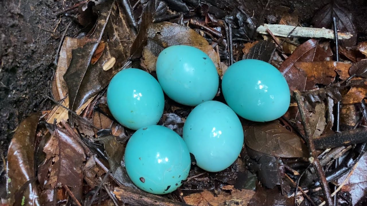 ENCONTRAMOS UM NINHO DE INHAMBU-GALINHA / POPULARMENTE CONHECIDA COMO NAMBU-GALINHA!.🐔 #amazonia