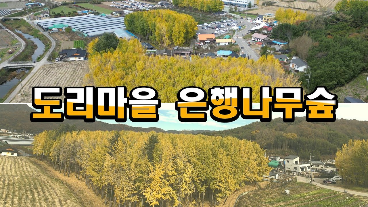 은행나무 명소 도리마을