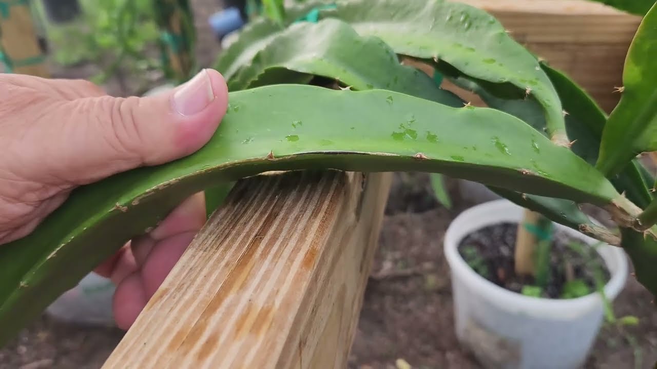Dragon Fruit Branch Bending! Brother Pollinating 90 flowers and Potting plants