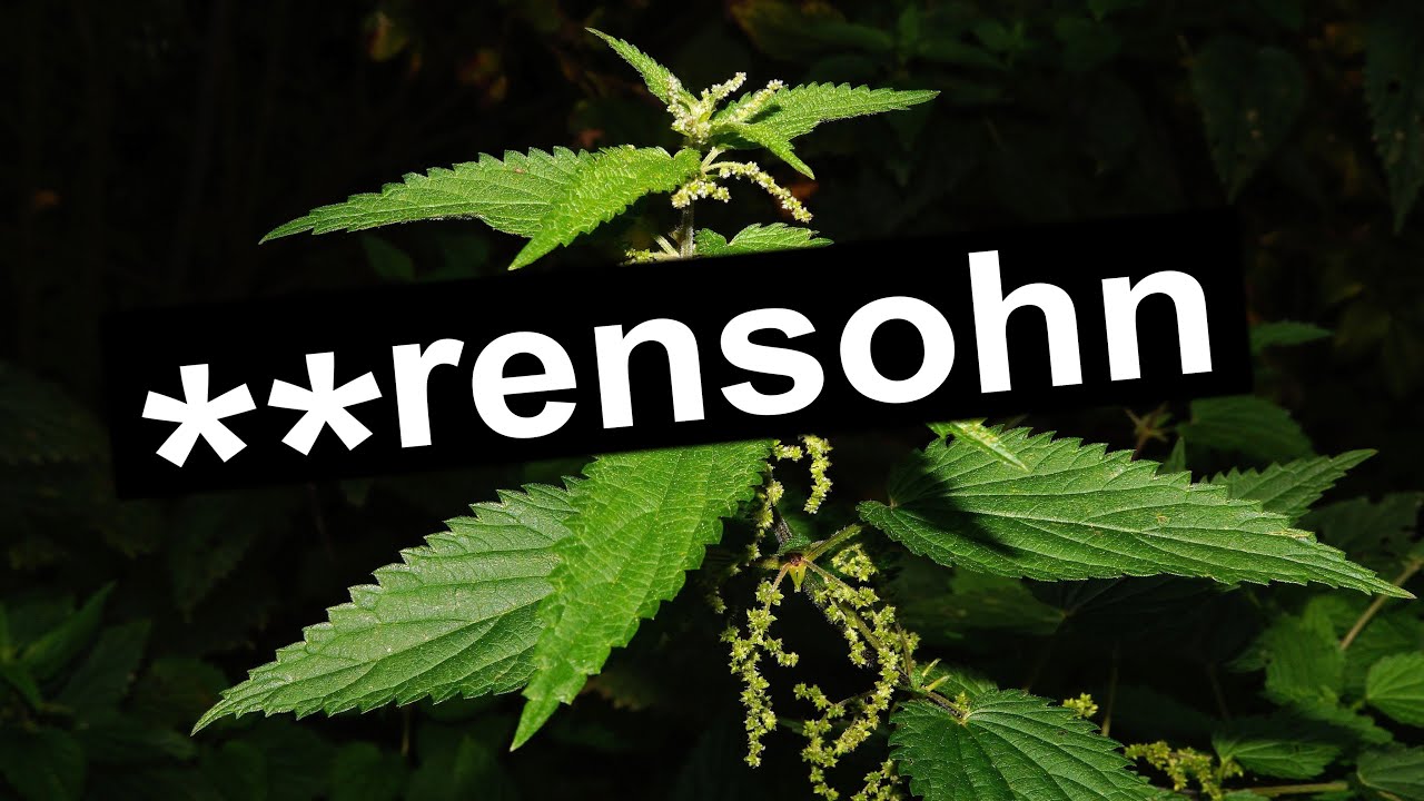Brennnesseln die **rens&ouml;hne