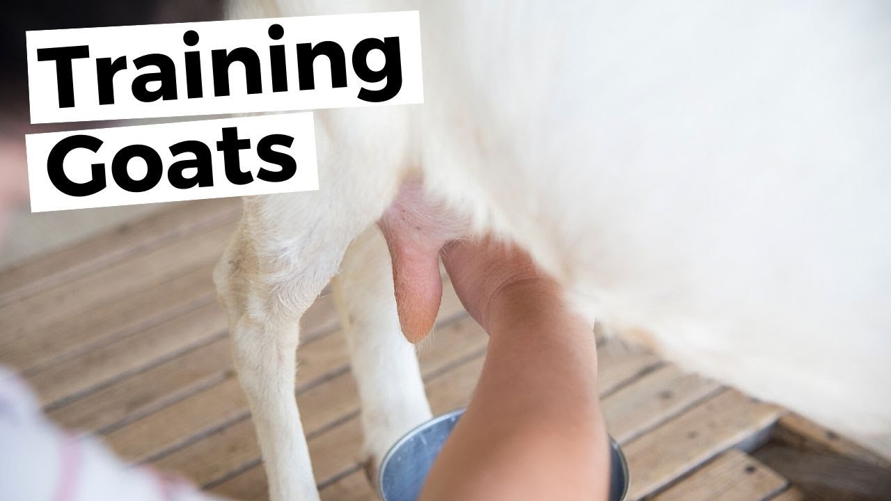 Training New Goats to Milk | Milking Goats | Milking a Goat By Hand | How to Milk a Goat