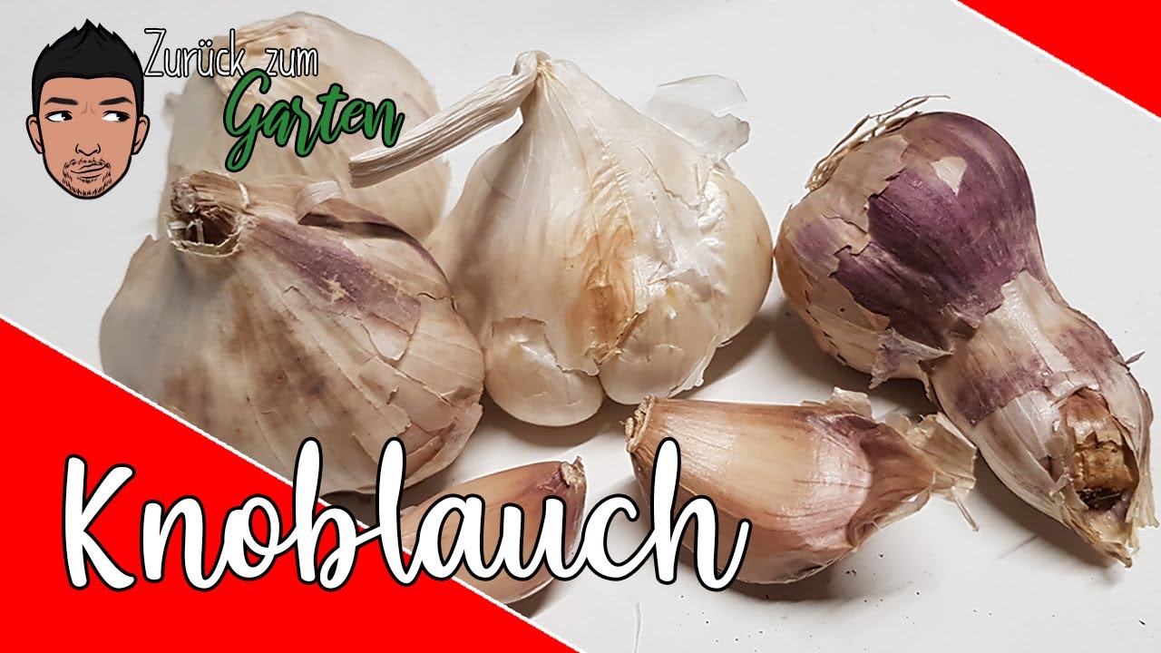 5 Tipps zum Knoblauch im Herbst
