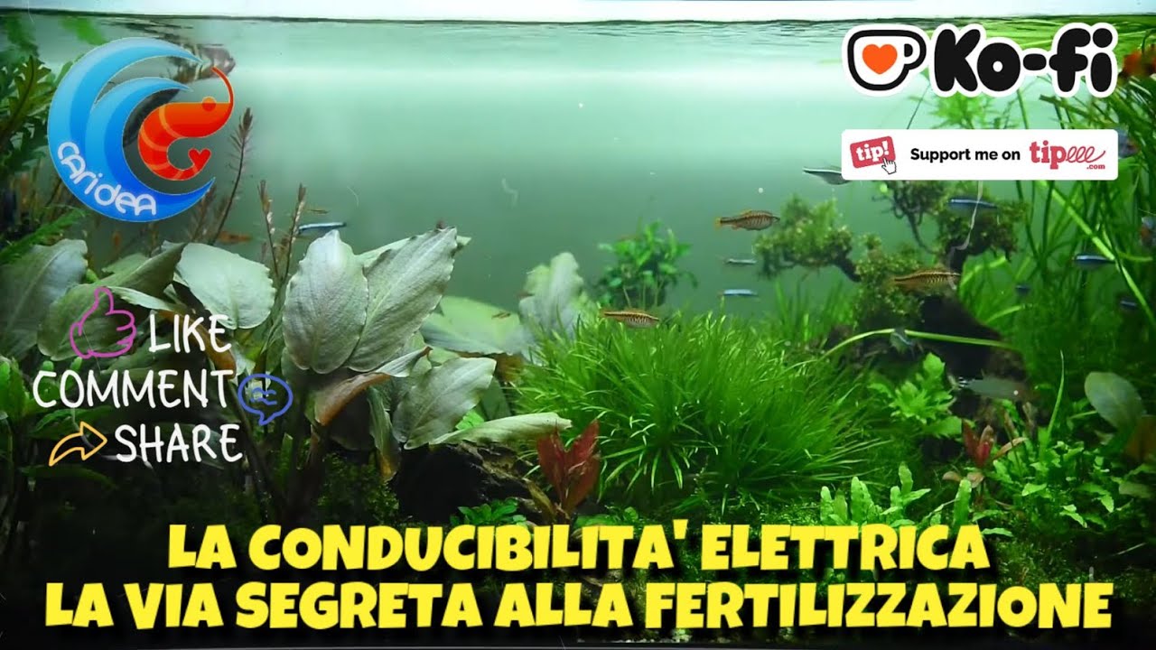 LA CONDUCIBILITA' ELETTRICA: LA VIA SEGRETA ALLA FERTILIZZAZIONE