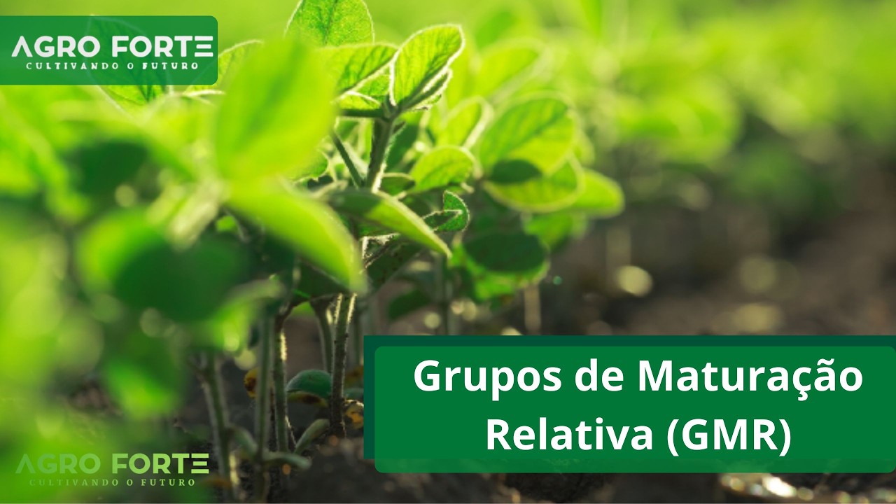 Grupos de Maturação Relativa (GMR)