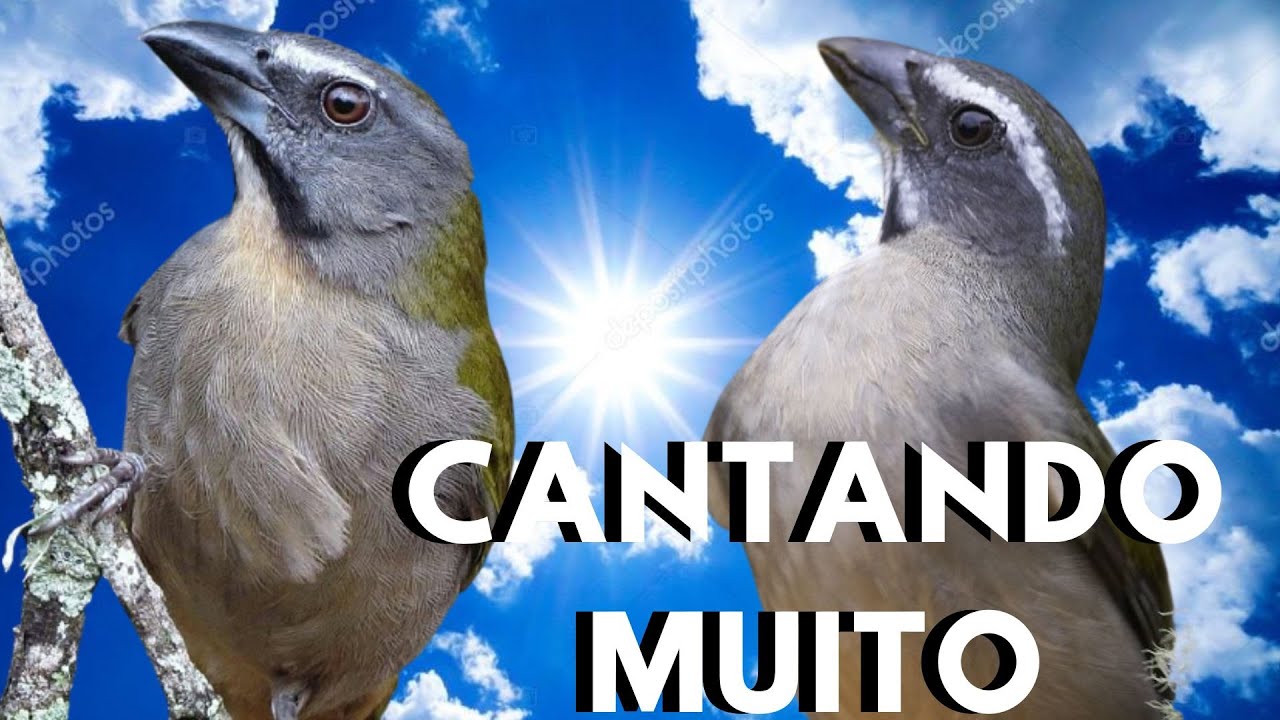 Abri canto Trinca Ferro Cantando Muito Vídeo para Esquentar Trinca Ferro Frio e Estimular Macheando