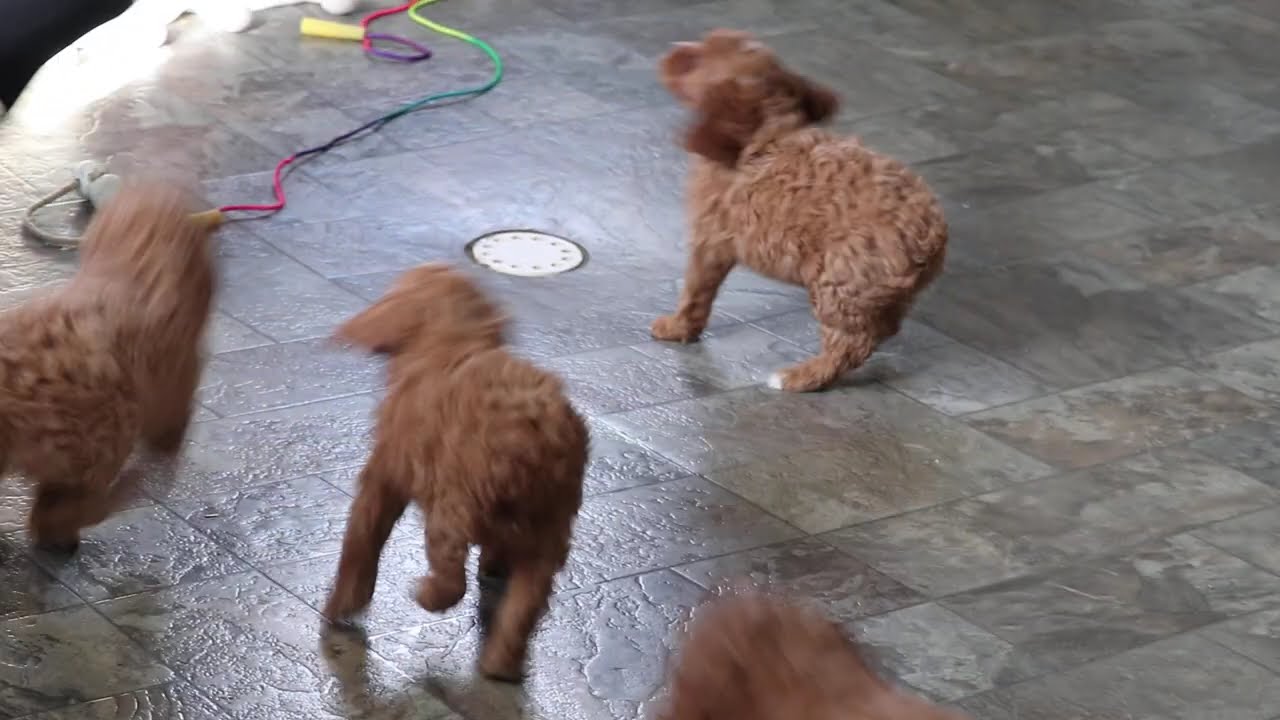 Cockapoo Puppies For Sale
