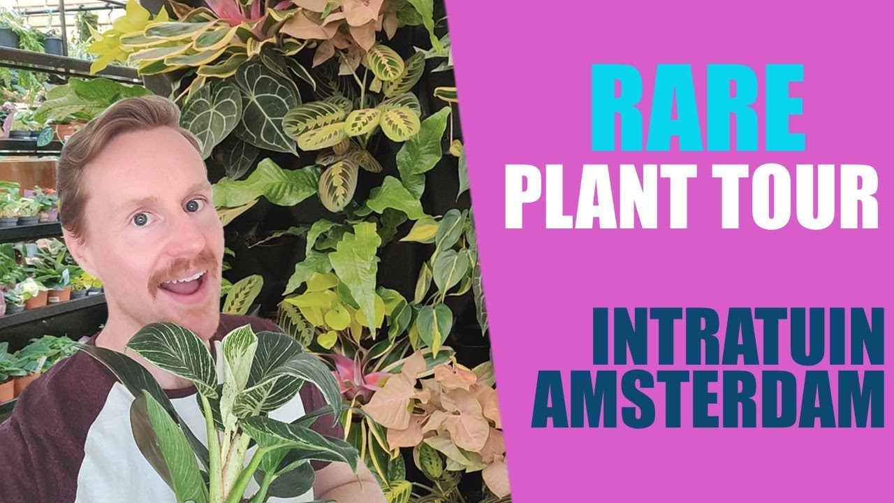 Rare house plant tour Amsterdam - Largest plant shop I have seen - Plant Shopping