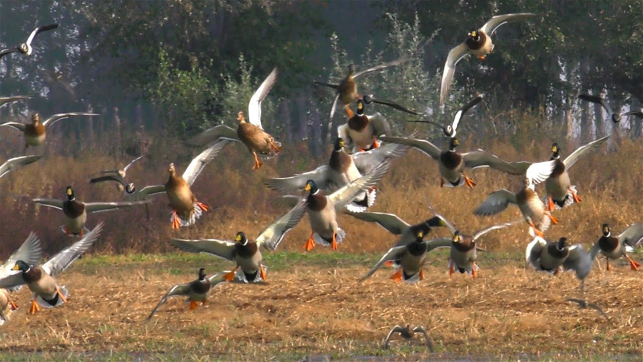 Birdwatching in settembre nel Centro Cicogne e Anatidi di Racconigi