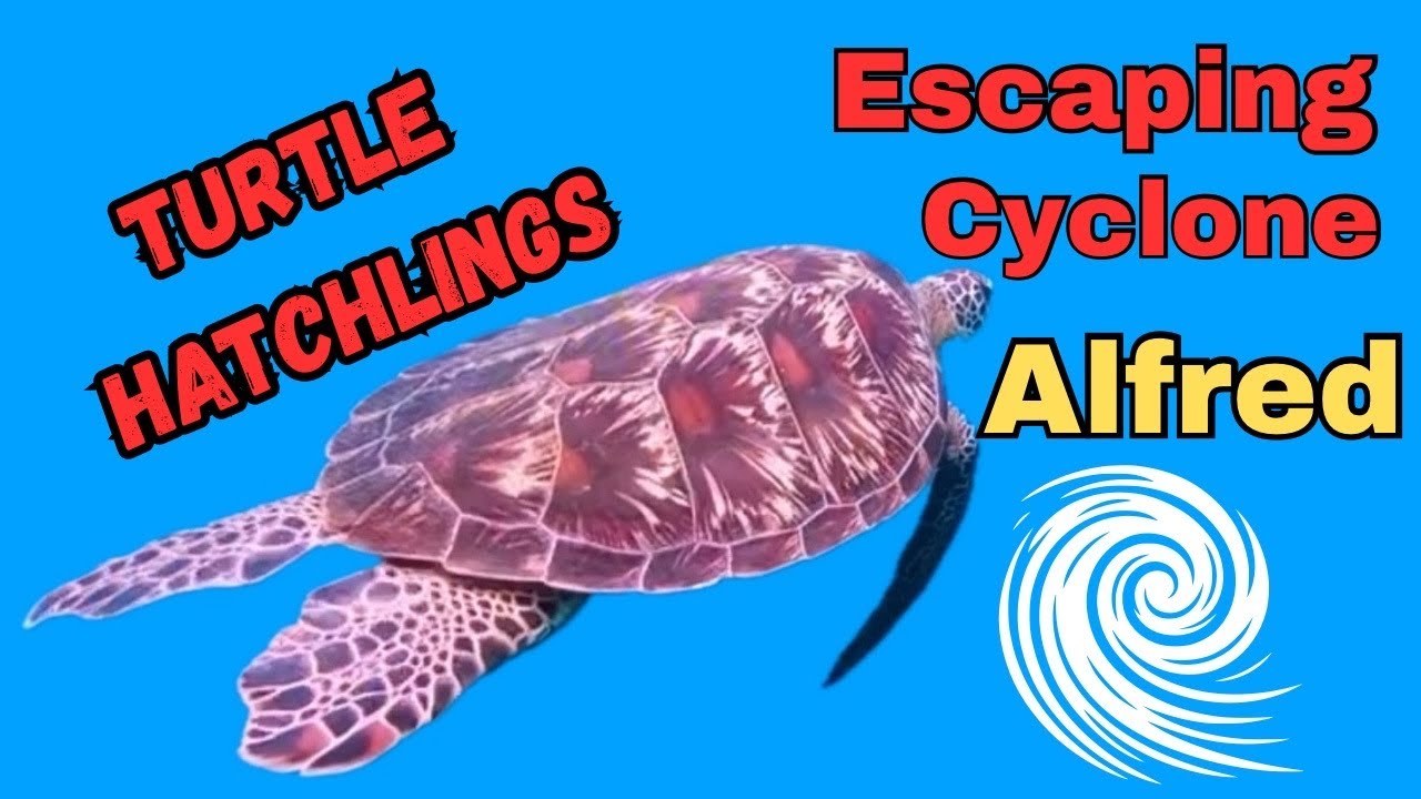 Mon Repos Turtle Hatchlings & A Cyclone!