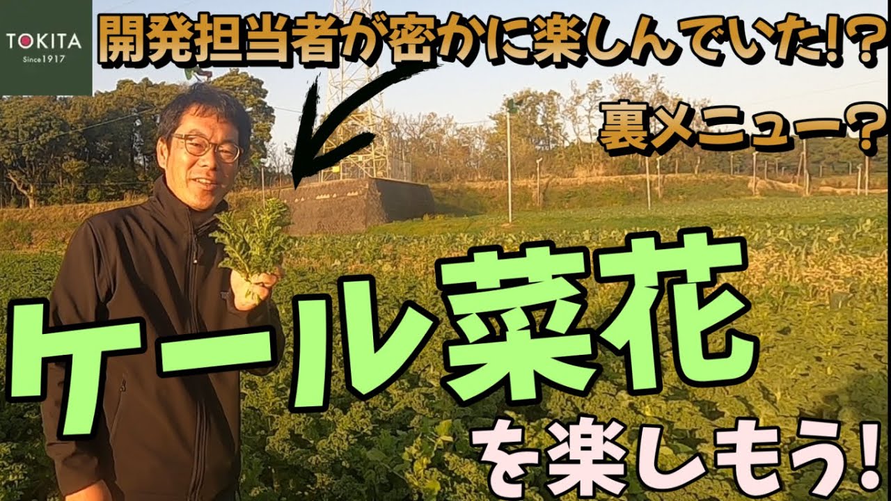 【家庭菜園】ケールの菜花をたのしもう!【カリーノケール】