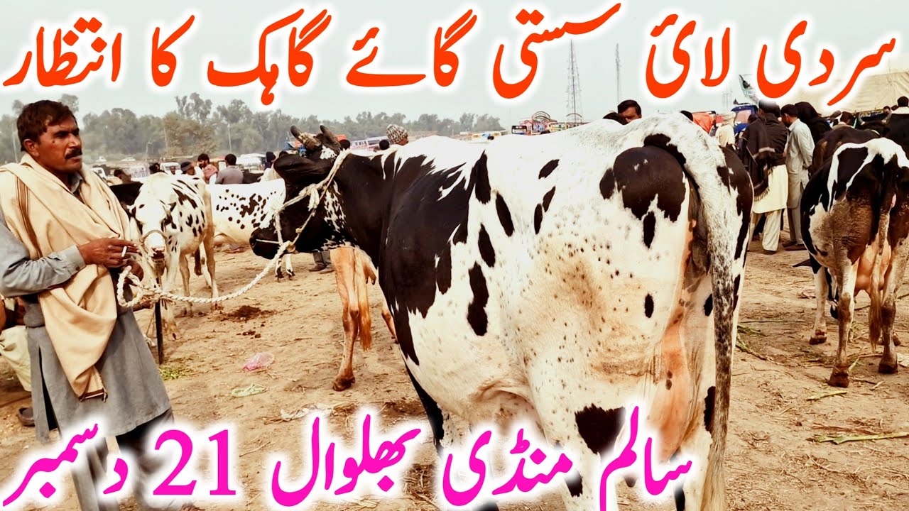 Australian Friesian Jersey Cow | Dairy Farming | Salem Mandi Bhalwal || Global Village Farming