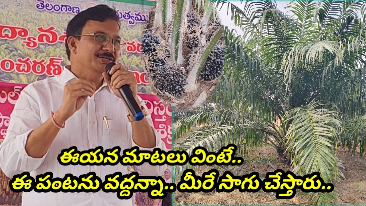 దిగుబడులు వస్తాయో లేదో అనే అనుమానంతో సాగు చేసిన రైతులు వస్తున్న దిగుబడులు చూసి విస్తుపోతున్నారు...!
