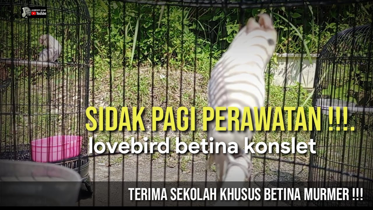 SIDAK PERAWATAN PAGI !!! LOVEBIRD BETINA KONSLET GENDHIS DAN SALJU