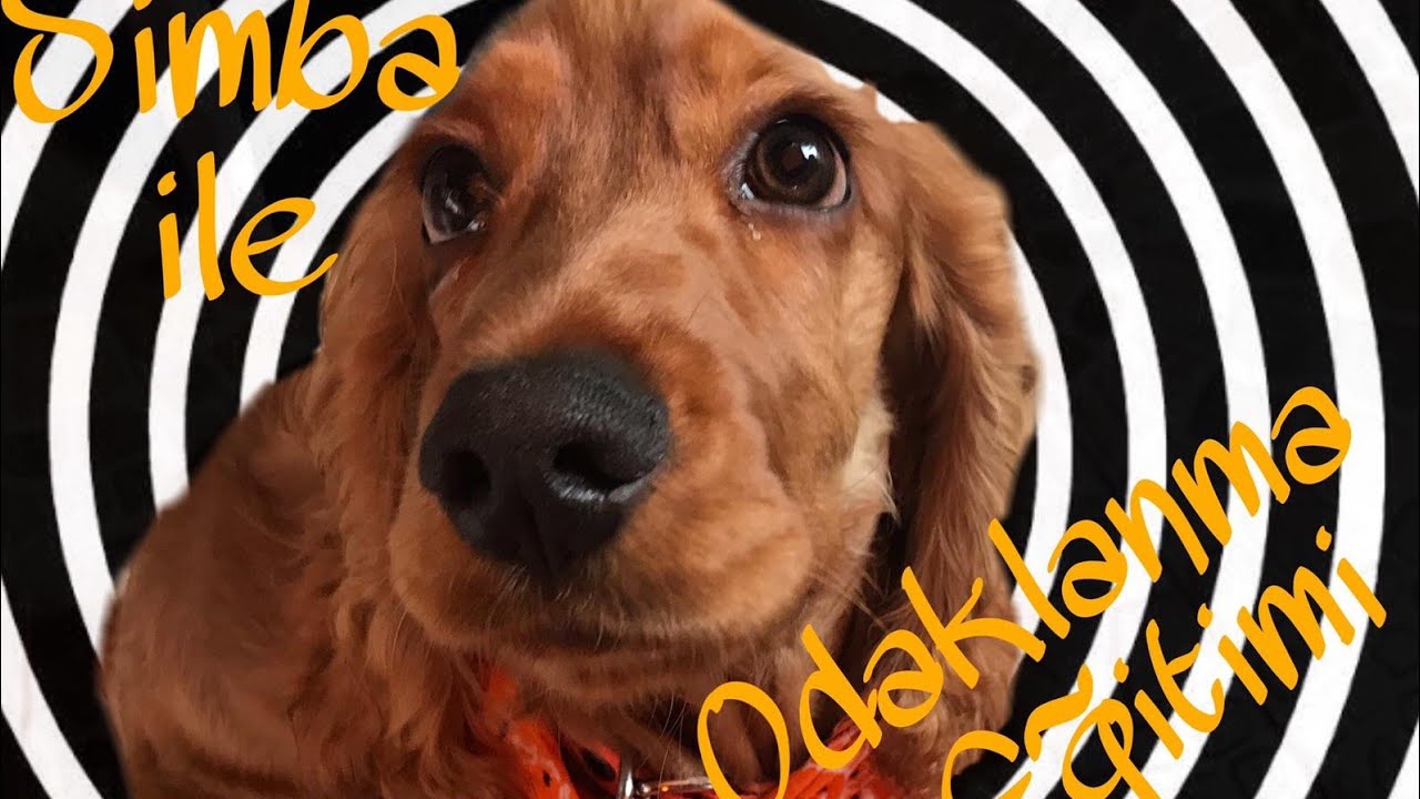 Cocker Simba İle Köpeklerde Odaklanma Eğitimi / Köpek Eğitimi