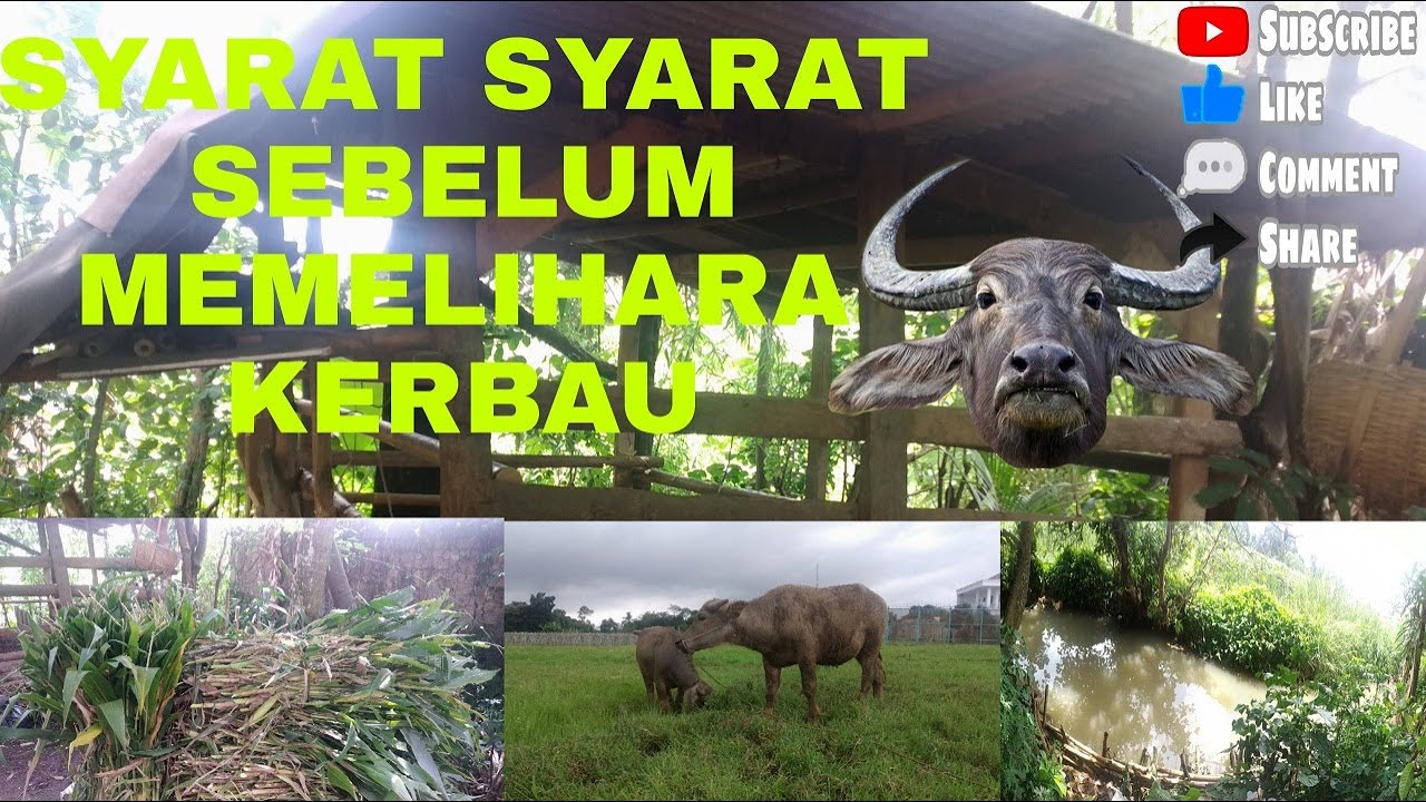 Syarat memelihara kerbau❗