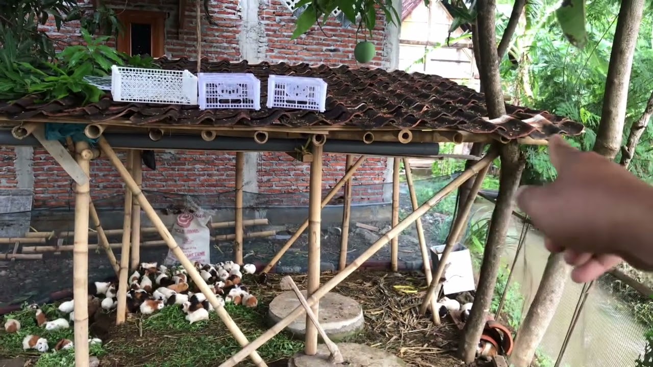 Review kandang marmut sistim umbaran atau outdoor