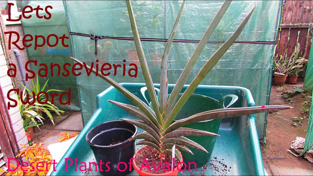 Repotting a BIG Sansevieria ehrenbergii 'SWORD SANSEVIERIA | DRACEANA | SNAKE PLANT