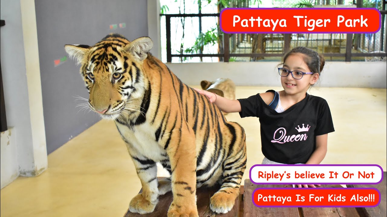 Tiger Park Pattaya,Ripley's Believe It Or Not