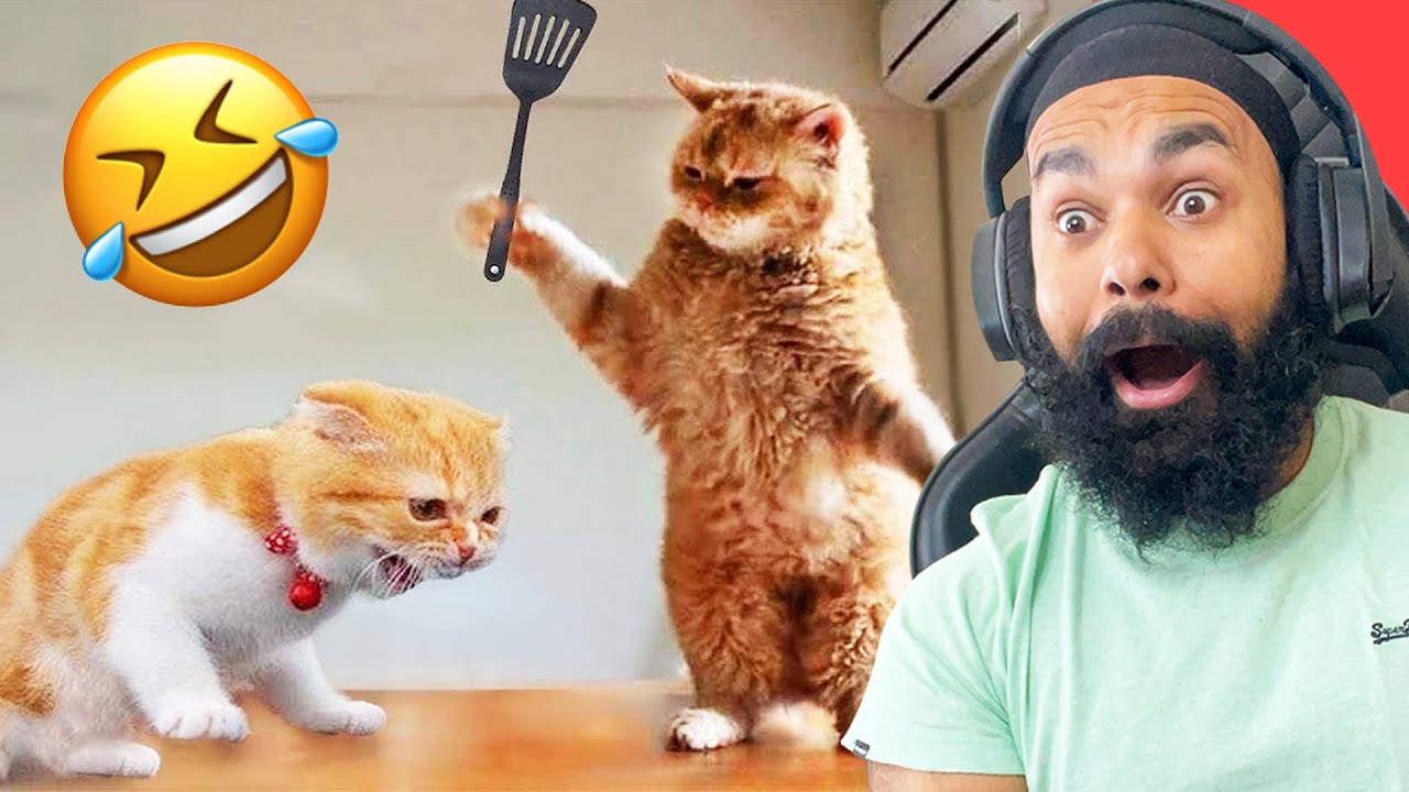 WORLD'S FUNNIEST CAT