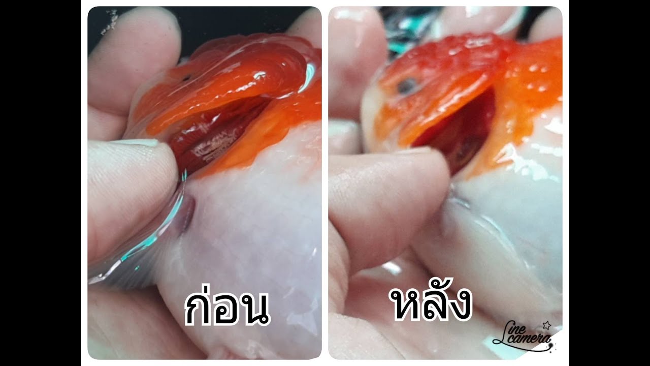 วิธีรักษาปลาทอง โรคเหงือกเน่า @ บ้านปลาทอง อ่างศิลา