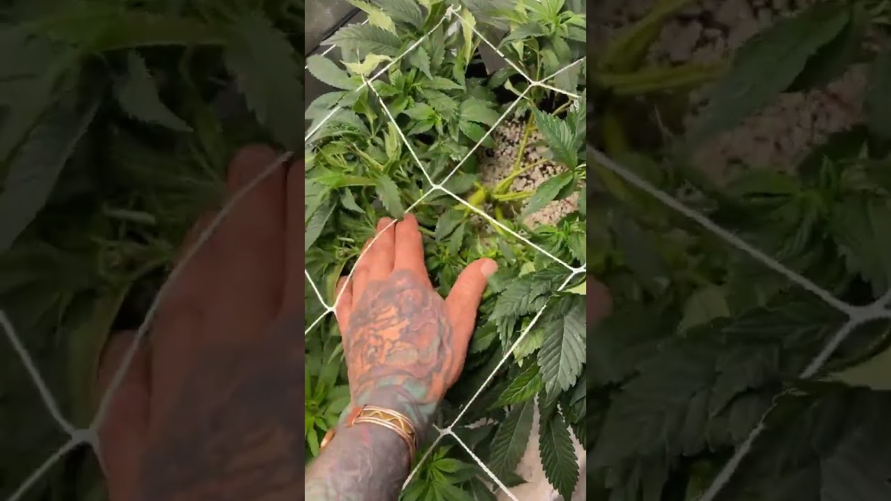 Tons of harvest will be got from SF2000 LED Grow Grow Tent Kits