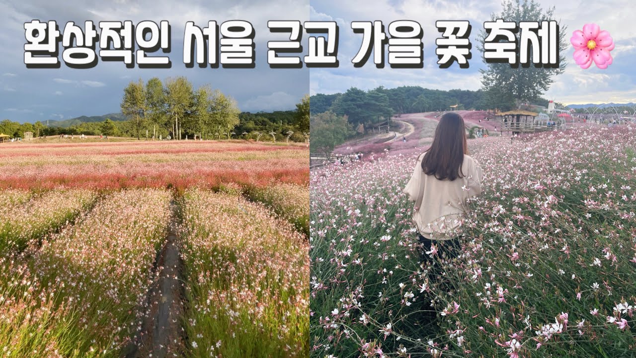 [삐따꼴라 일상] 환상적인 서울 근교 가을 꽃 축제, 수도권 가을 꽃밭
