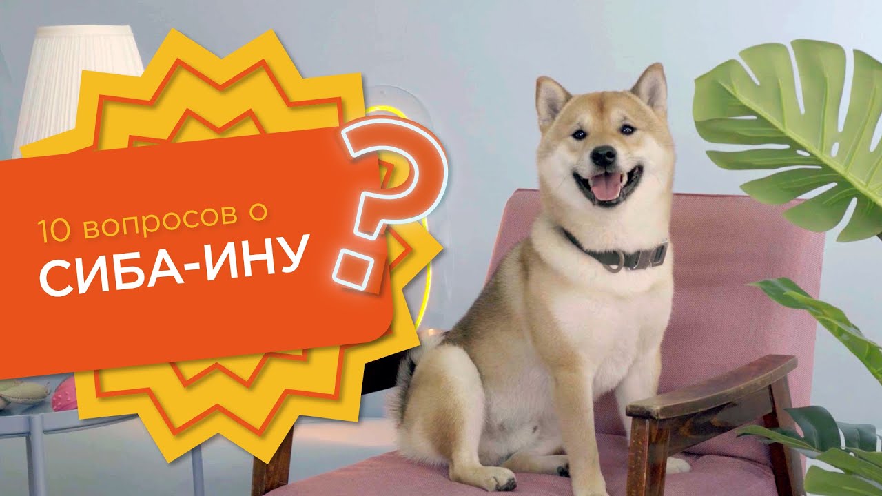 10 ВОПРОСОВ О СИБА-ИНУ (ШИБА-ИНУ). Сиба-ину агрессивные? Расскажем в видео с сиба-ину все о породе.