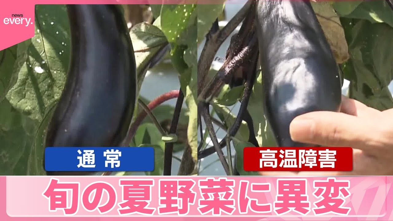 【猛暑】夏野菜の価格に明暗  農家から不安の声も