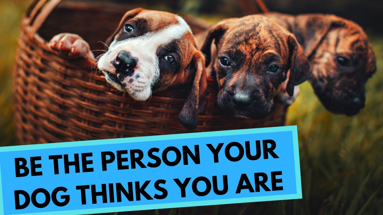 TOP 100 Best Quotes About Dogs - Loving, Inspirational and Funny Dog Quotes