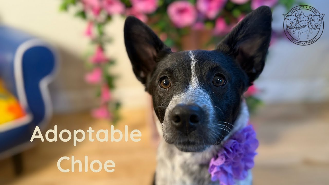 Adopt Chloe| She ready to steal your heart and treats! 