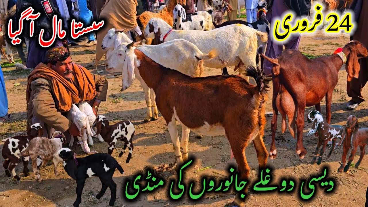 24 February 2026 پہلی بار مکمل معلومات دیسی دوغلا مال آگیا Bakra mandi fresh update Dr.Shahzad.Sahib