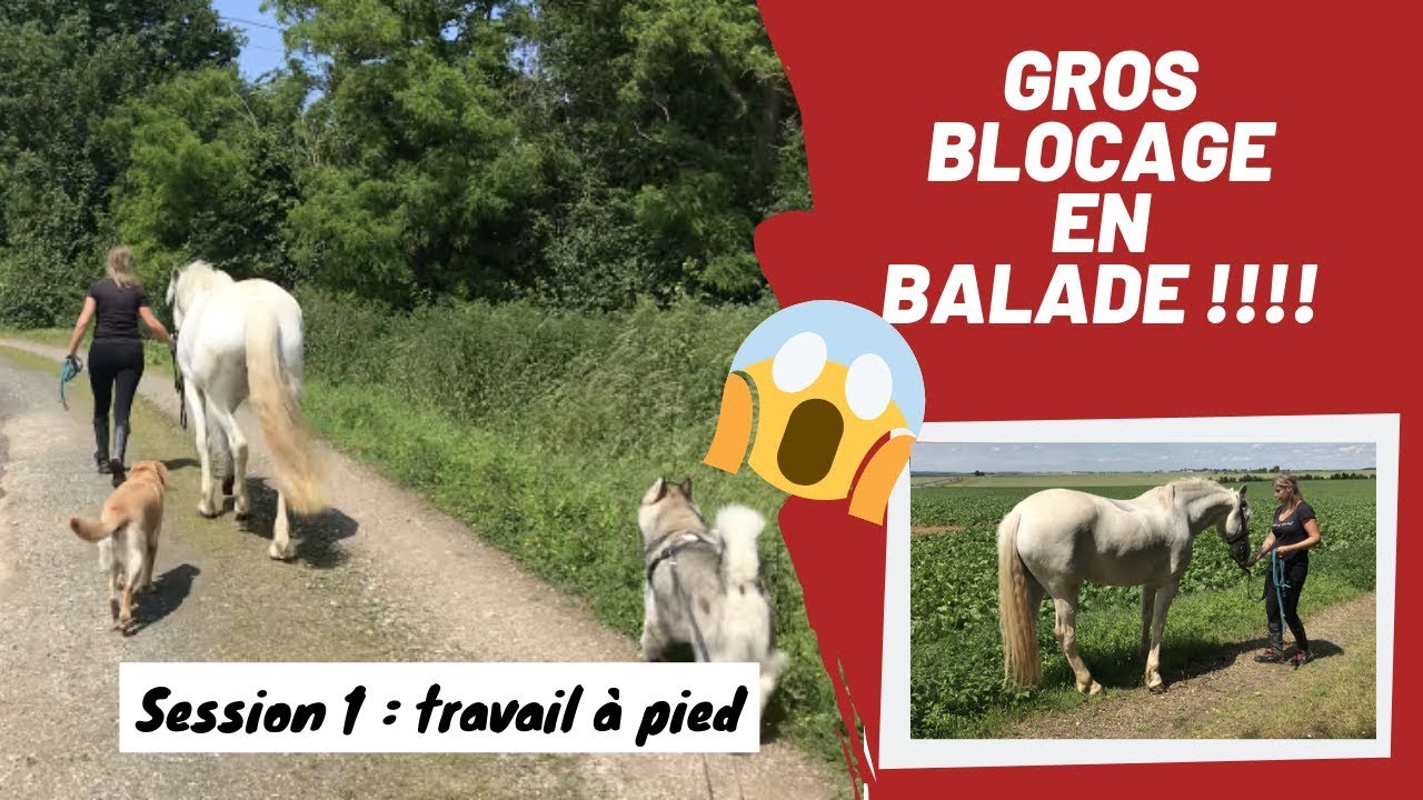 [CHEVAL] Alias blocage en extérieur | Session 1: Travail à pied