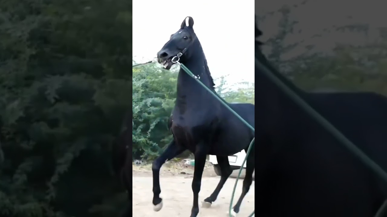 Stallion Current Site Late Toofan 