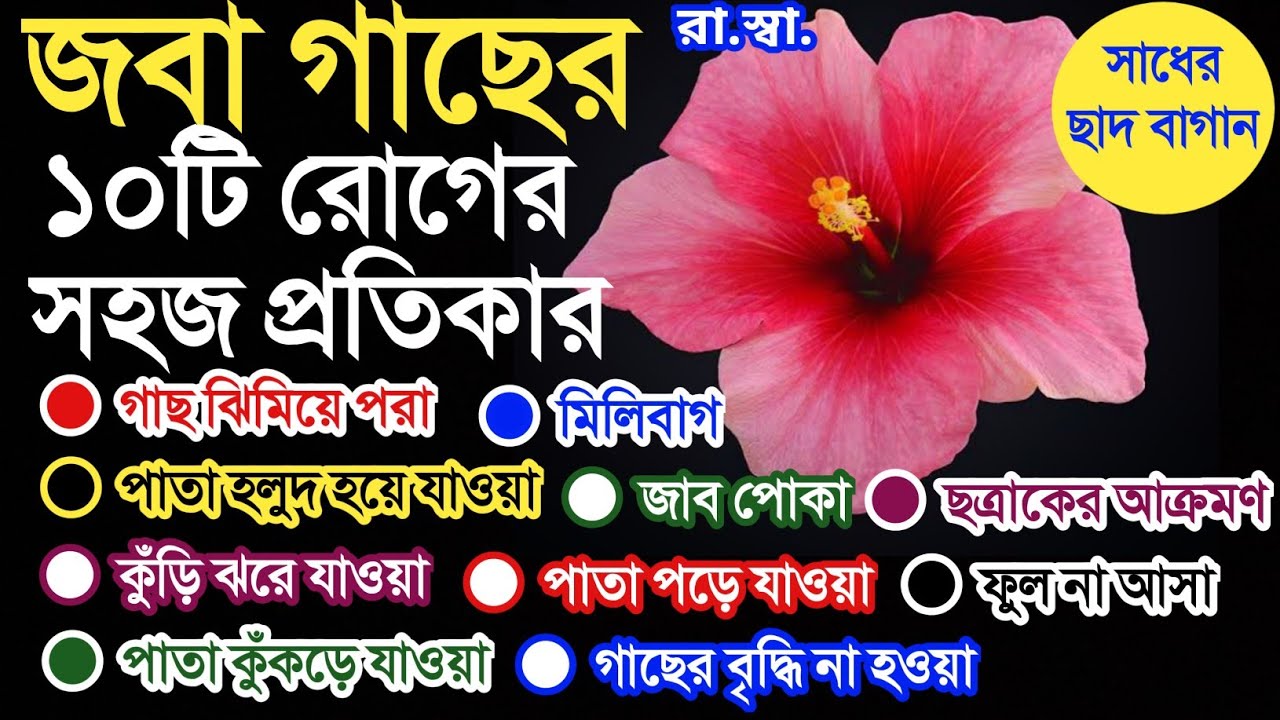 জবা গাছের ১০টি ভয়ঙ্কর রোগ ও তার সম্পূর্ণ প্রতিকার; 10 Important disease of Hibiscus Plant & its care