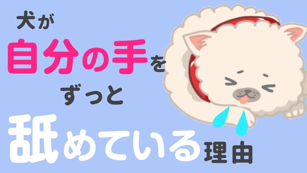 犬が足をしきりに舐める！理由はストレス？やめさせた方が良い？