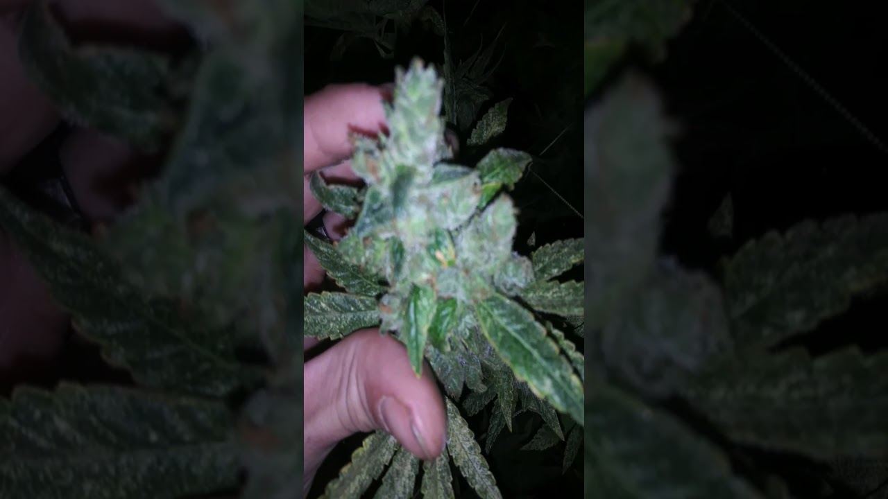 HARVEST Day 67 #octopotgrow Bruce Banner#3 MAC F2 & purple punch F2