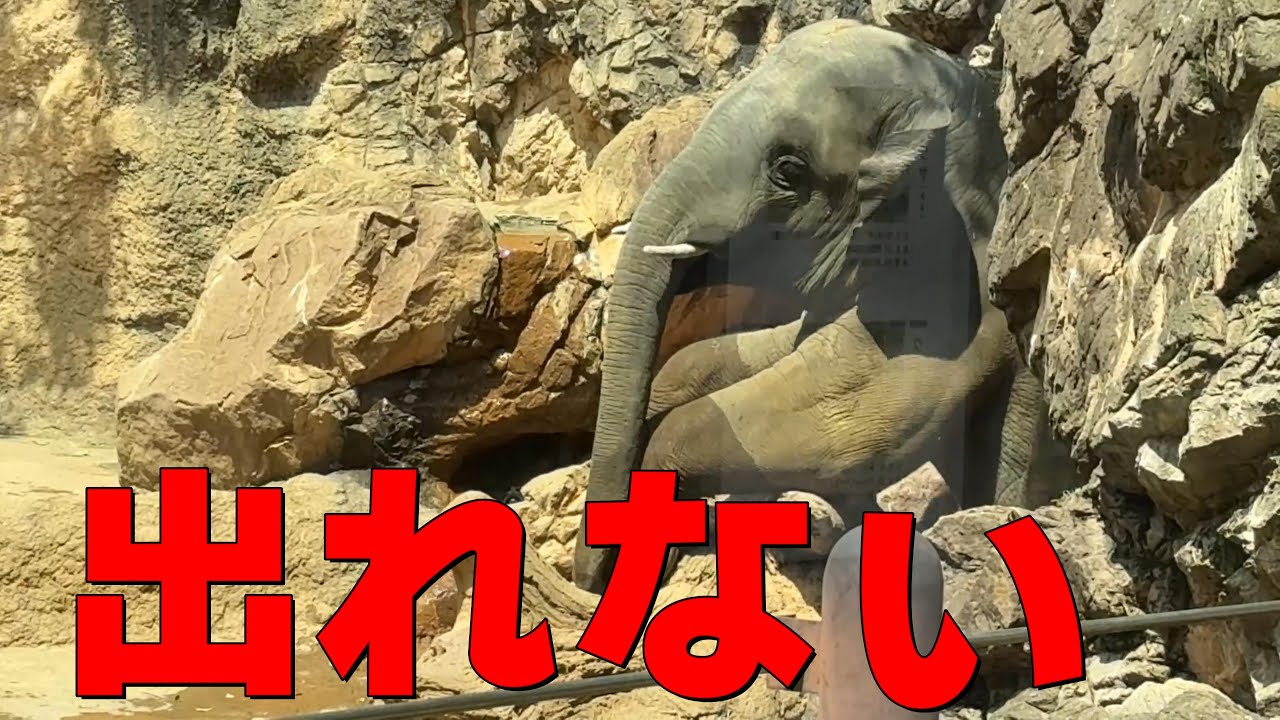 ハマったアルンくん【‎2025年‎5月20日】【上野動物園】アジアゾウ